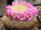 Preview: Mammillaria laui var. subducta LAU1222